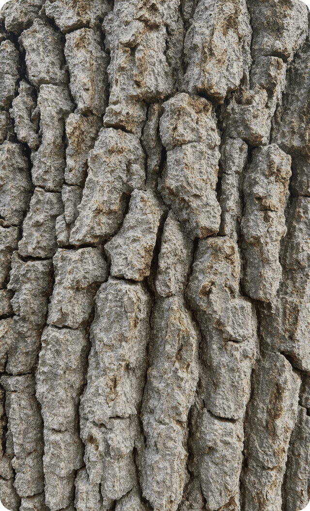 Photo écorce d'arbre