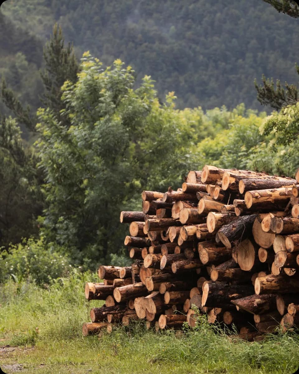 Gestion forestière avec Wood Expert