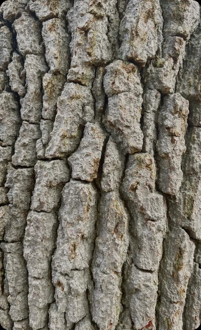 Gestion forestière avec Wood Expert